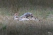 Cheetah mom and 3...