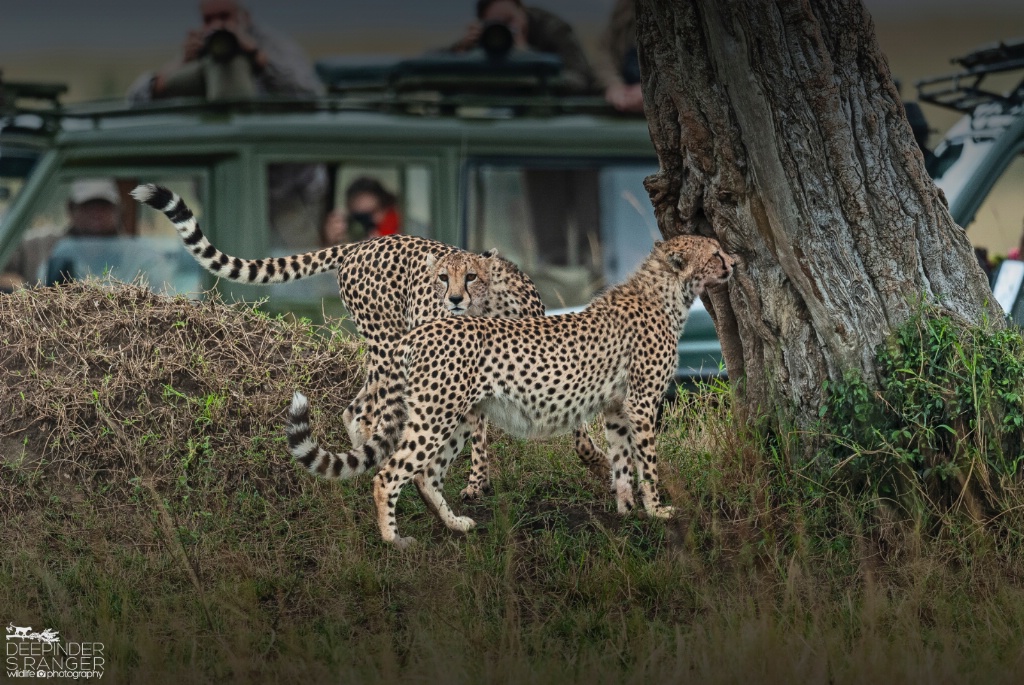 Pair of Cheetahs !