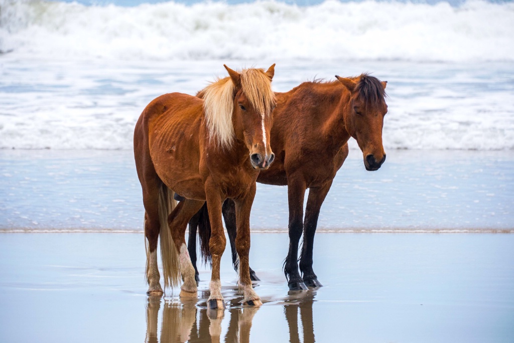 wild horses