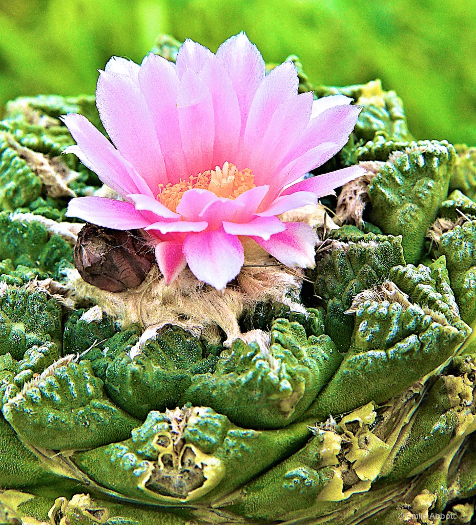 False Peyote - ID: 15650156 © Emile Abbott