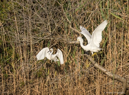 Snowy Egrets 