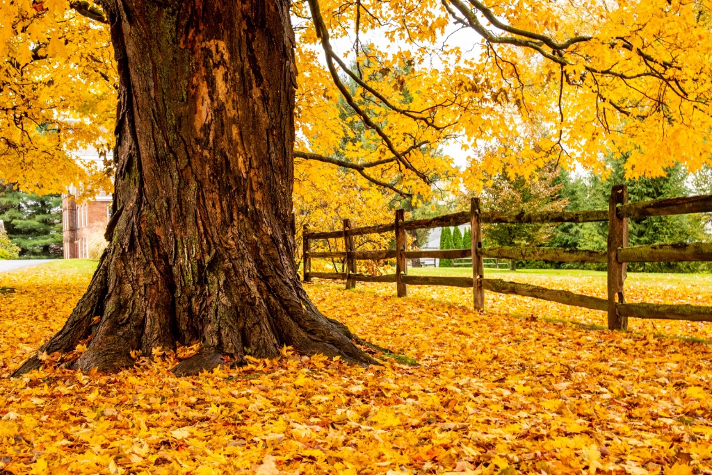 Fall's blanket