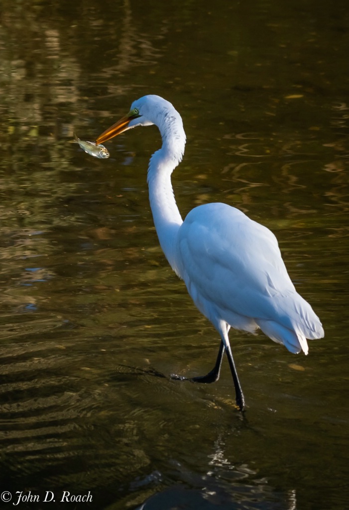 A Great Egret in the Morning-31 - ID: 15650511 © John D. Roach