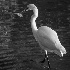 © John D. Roach PhotoID# 15650511: A Great Egret in the Morning-31