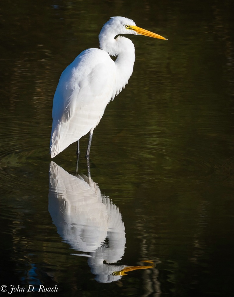 A Great Egret in the Morning - ID: 15650512 © John D. Roach