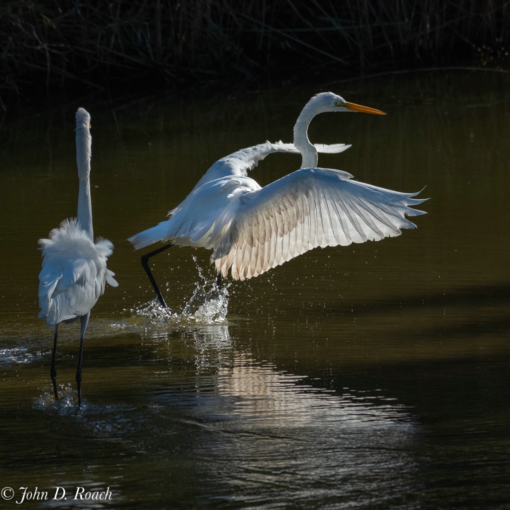Two Egrets in Action - ID: 15650513 © John D. Roach