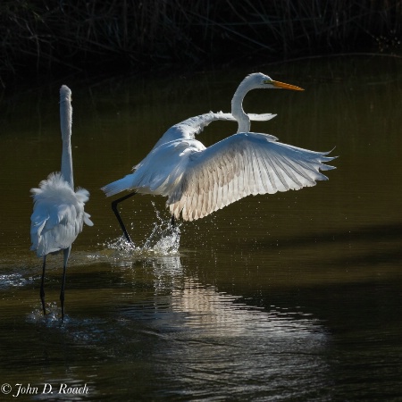 Two Egrets in Action