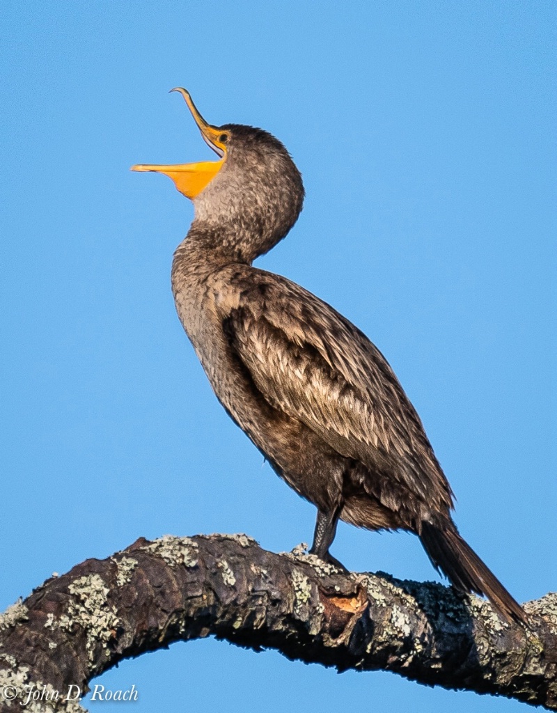 Double Breasted Cormorant in the Tree - ID: 15650516 © John D. Roach