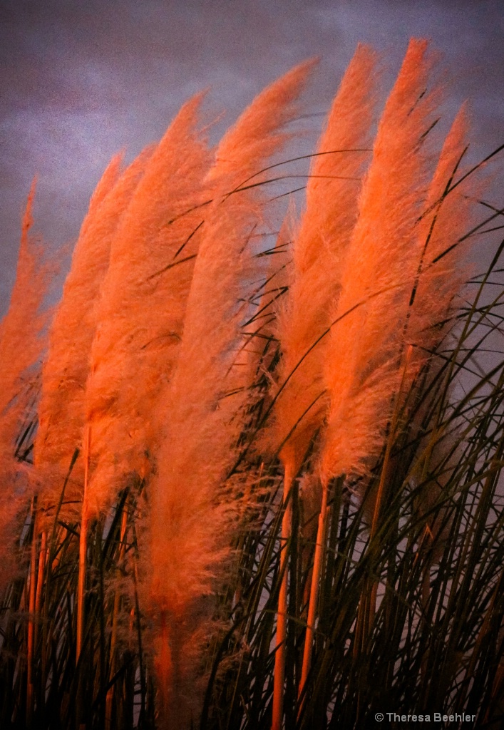 Sunset shining on Pampas Grass