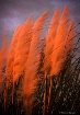 Sunset shining on...