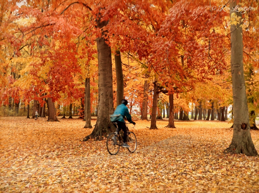 Riding in the Park