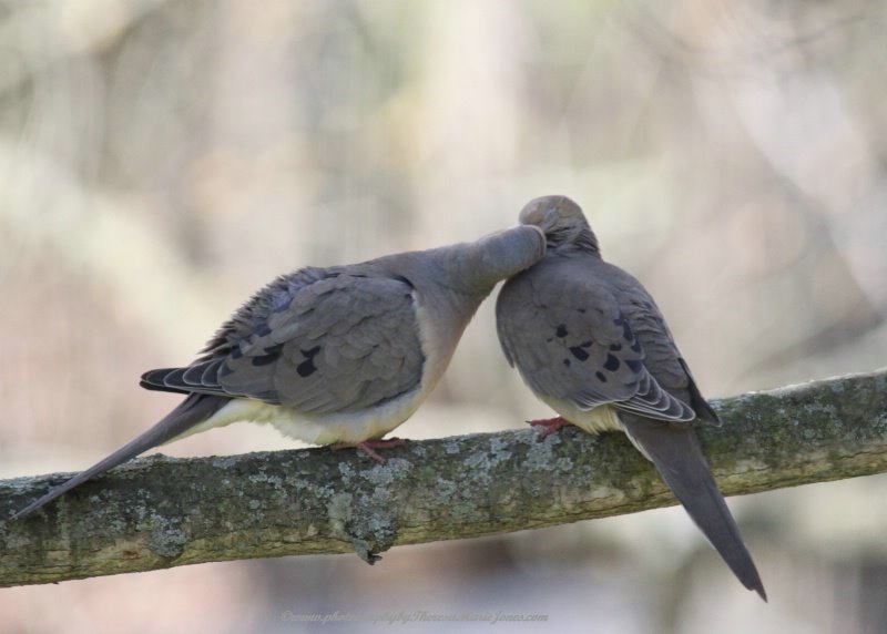  Doves Kissing - ID: 15650862 © Theresa Marie Jones