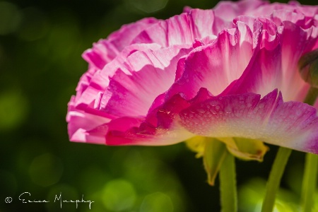 Upside Down Pink Petticoat