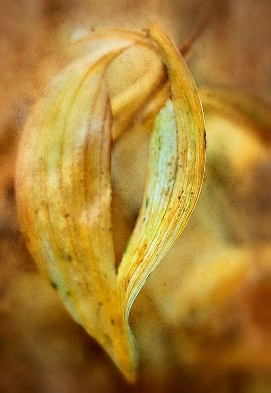 Hosta Leaves