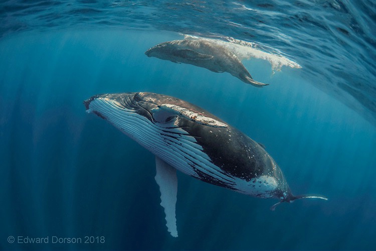 Humpback Mother Eyeing her Calf