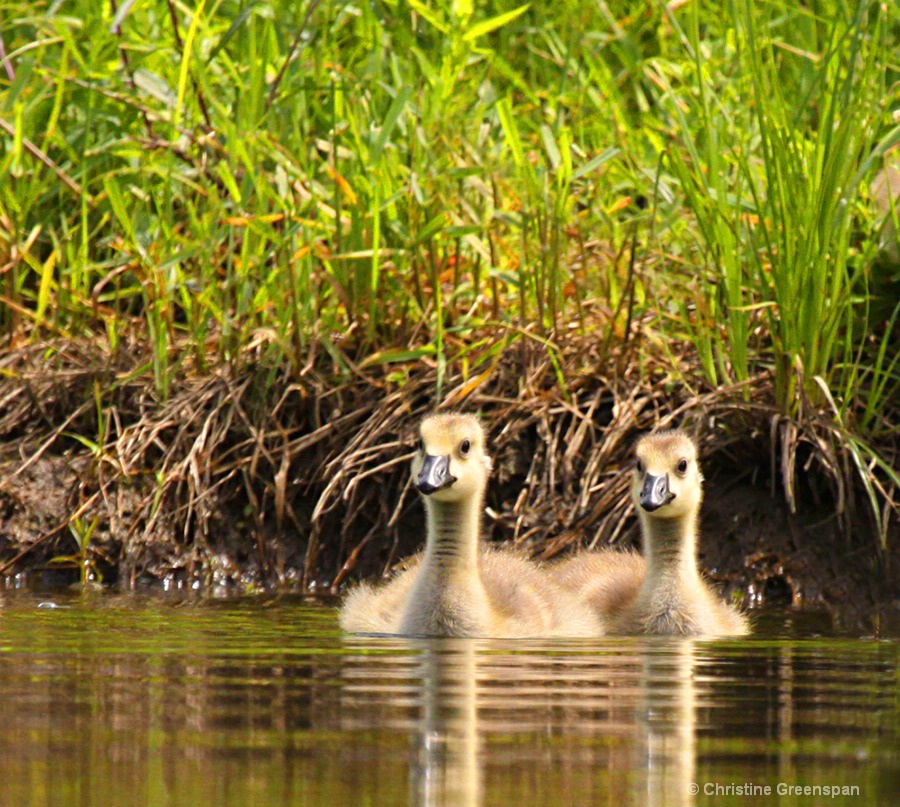 At Home In The Swamp