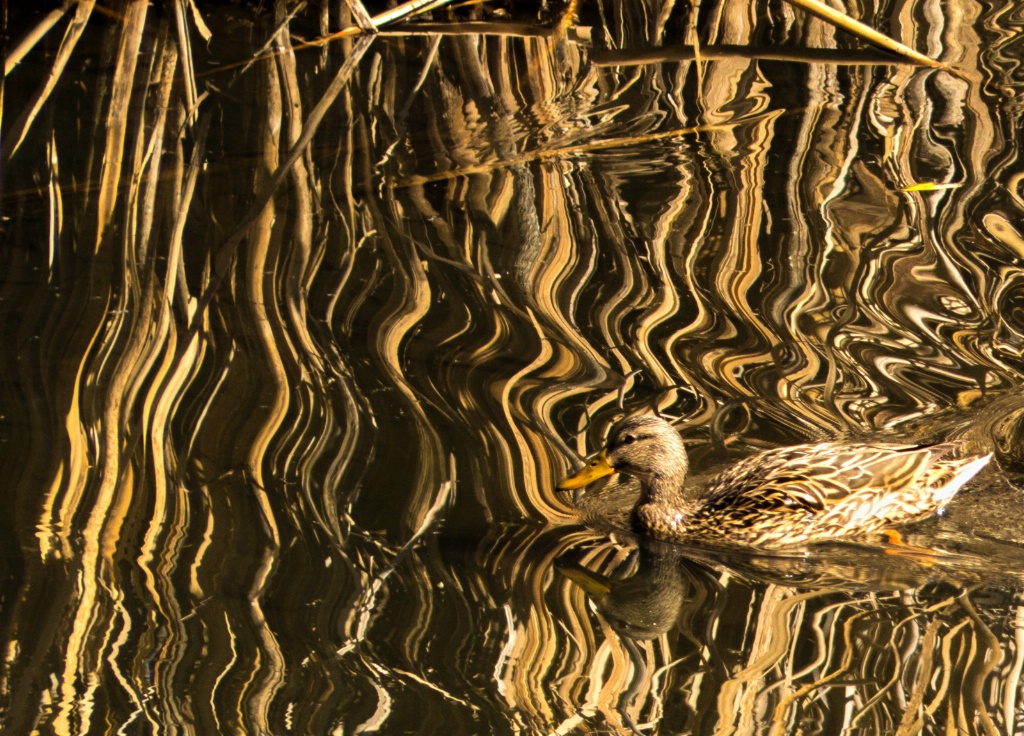 Floating on Reflections