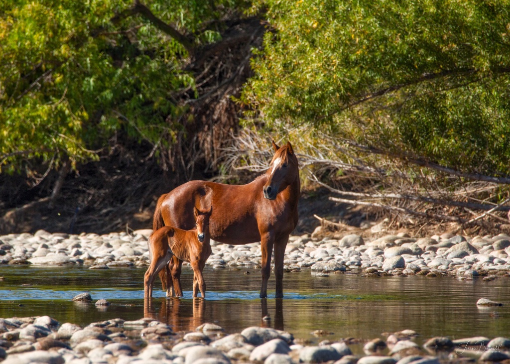 Mother and Babe