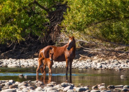 Mother and Babe