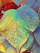Painted Leaves
