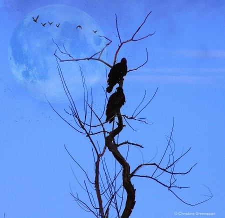 Vulture Moon