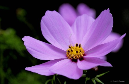 Pink & Yellow Cosmos