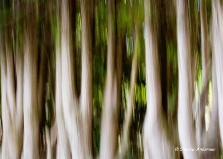 Blurred Forest