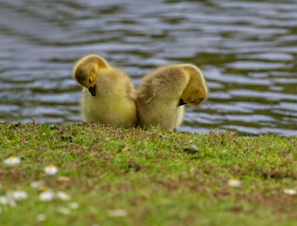 Preening