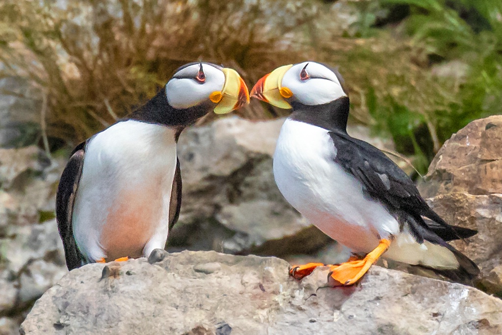 Puffin Pair   