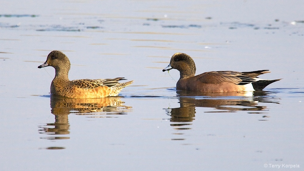 American Wigeon (Female left, Male Right)