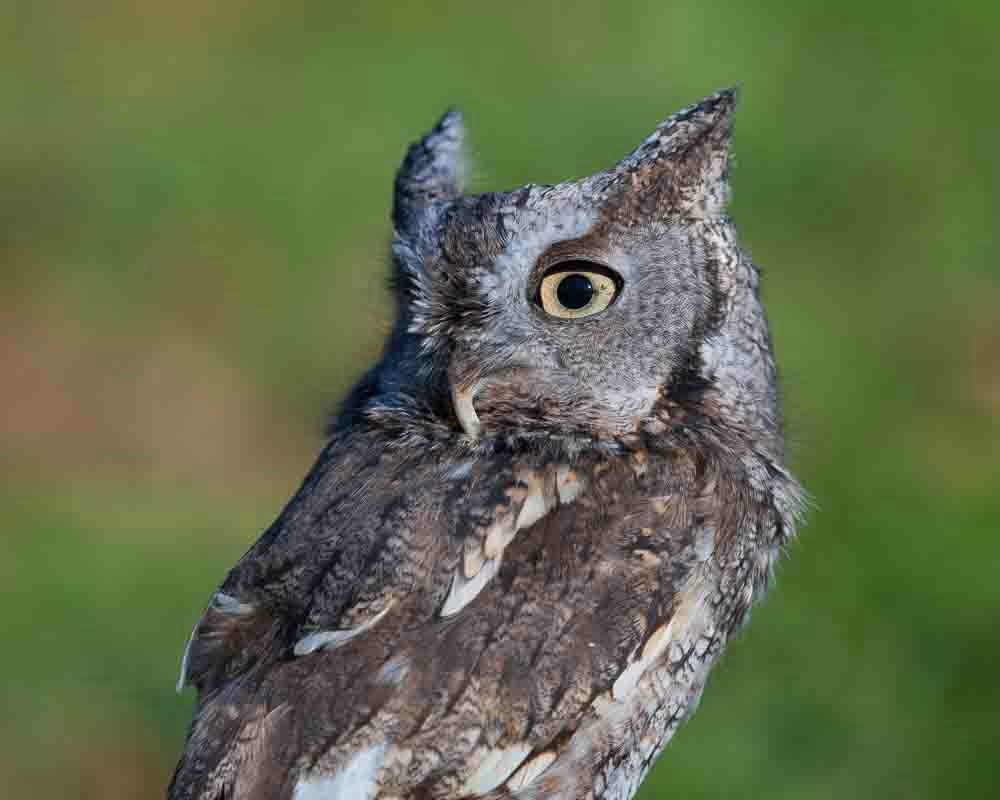 Grey Morph Screech Owl