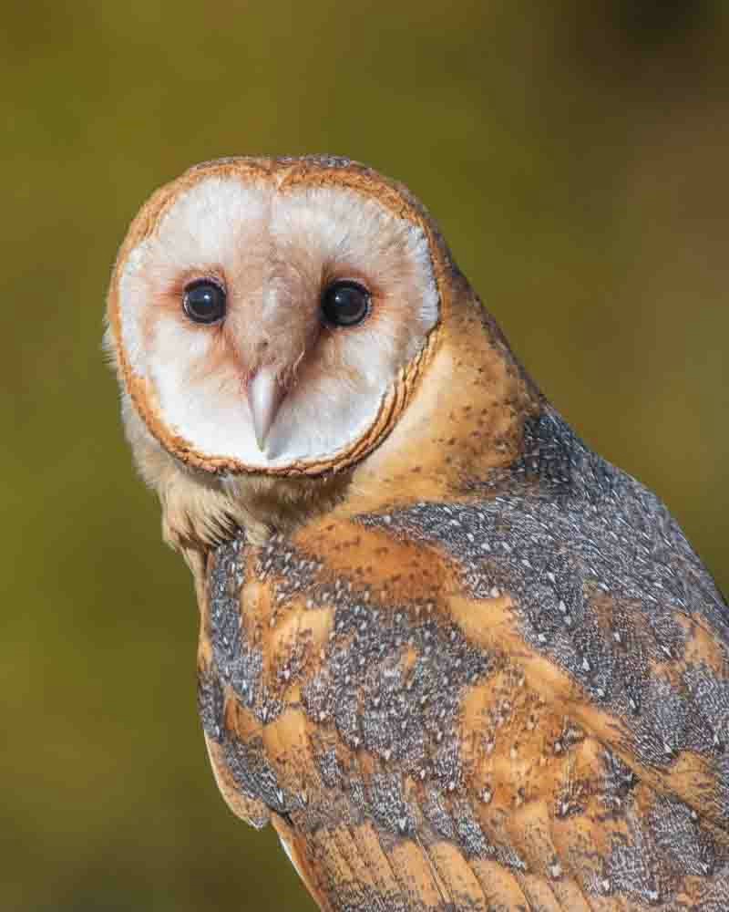 Hello Owl! - ID: 15652684 © Carol Gregoire