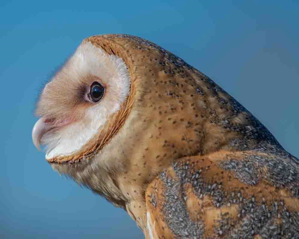 Barn Owl in Profile