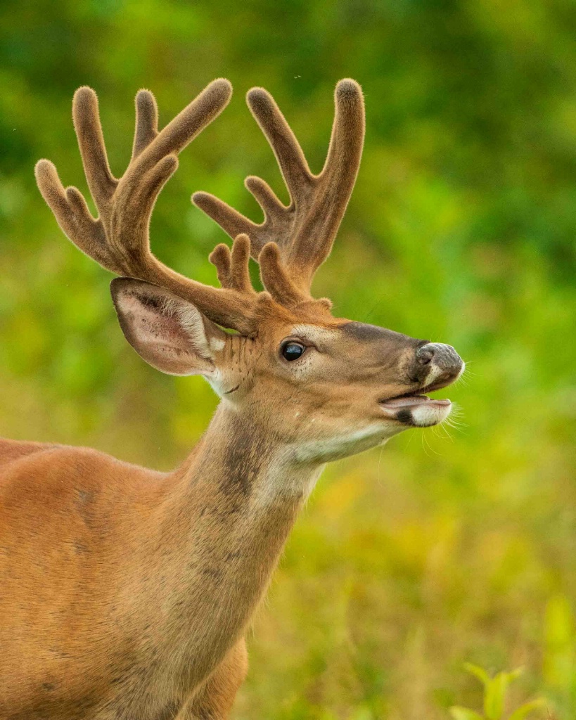 Calling All Deer - ID: 15652709 © Carol Gregoire