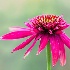 2On A Bed of Petals - ID: 15652739 © Louise Wolbers