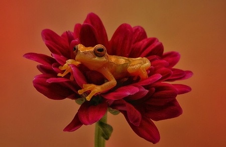Hourglass Frog on Flower