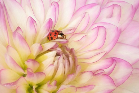 On Top of the Dahlia