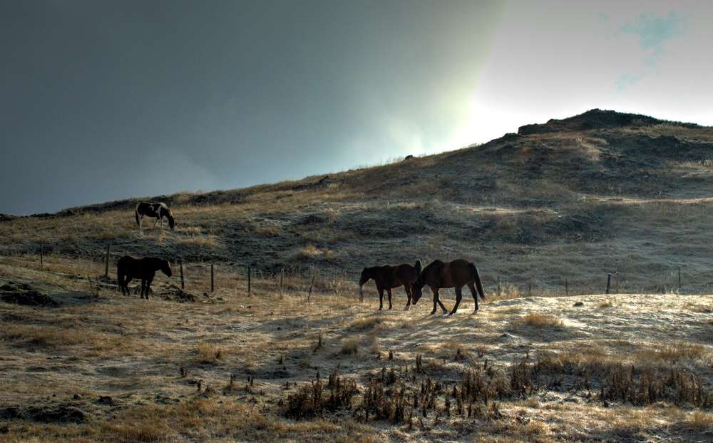 November Morning Grazing 