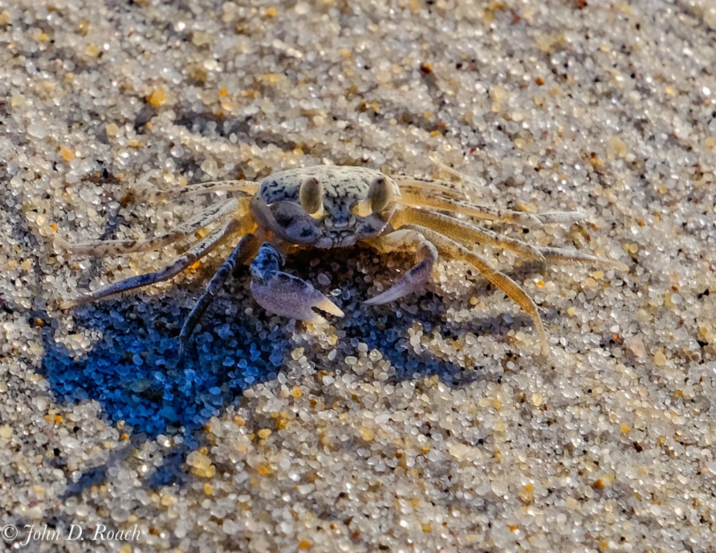 Assateague Sand Crab - ID: 15653347 © John D. Roach