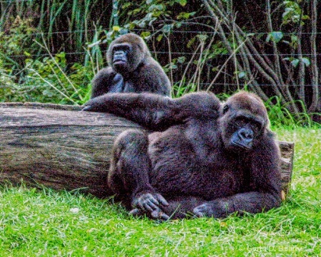 Resting Gorillas 