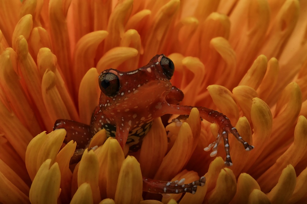 Cinnamon Frog in Flower