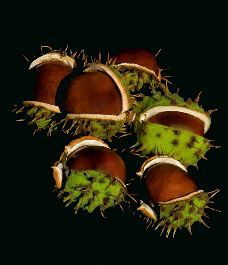 Ripened Chestnuts 