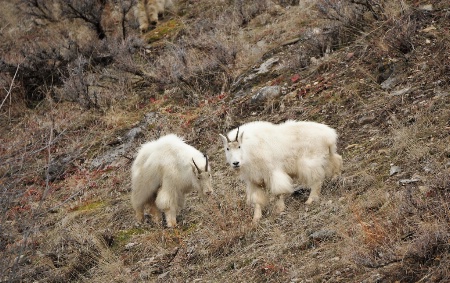 Mountain Goats