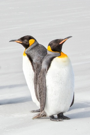King Penguins, Saunders Island