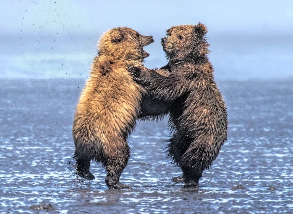 Battling Bears   