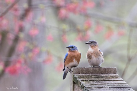 Mom and Dad Bluebirds