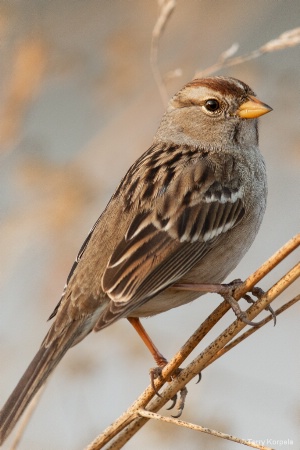 White-crowned Sparrow  (Immature)