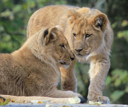 A Couple Of Lion Cubs