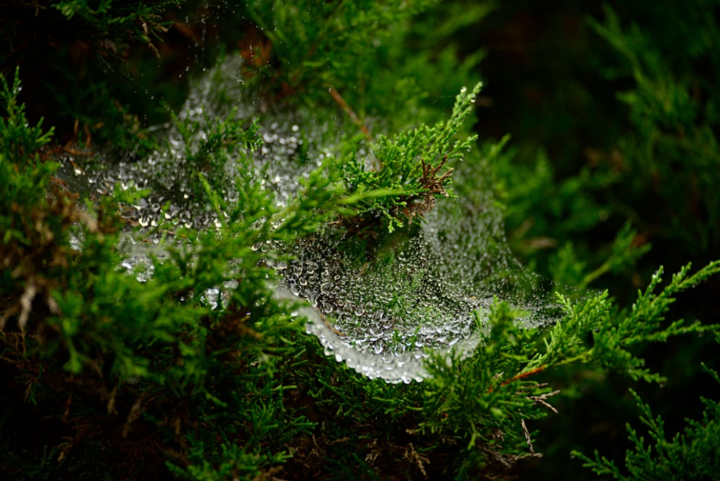 Frosted Web - ID: 15655006 © Viveca Venegas