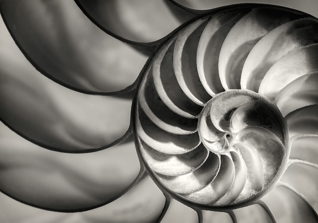 Nautilus Lines  